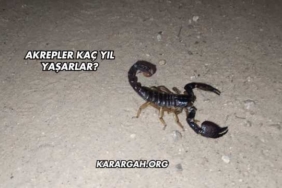 Akrepler Kaç Yıl Yaşarlar?